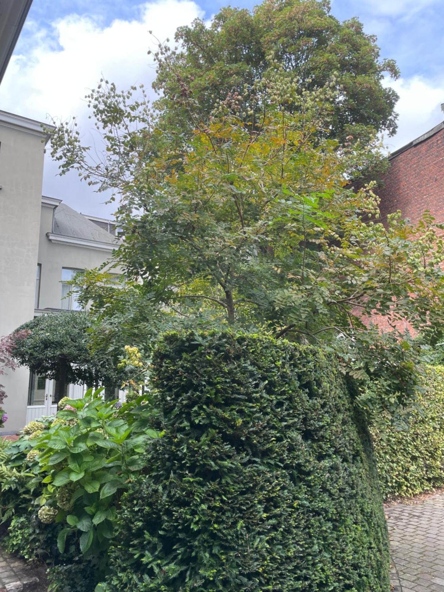 Huis Dujardin Bed&Breakfast Anversa Esterno foto